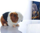 8 Inch Guinea Pig Plush Toy Stuffed Animal Toy Plush Animal Doll (Black)
